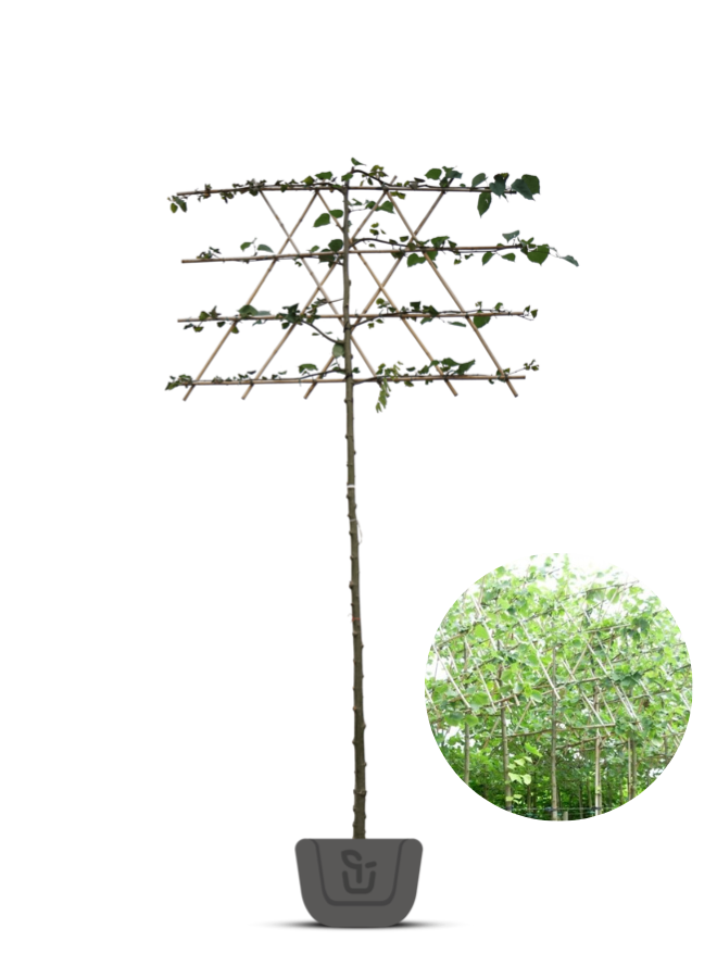 Leilinde | Tilia europea Pallida