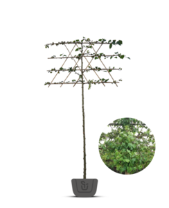 Leilinde |  Tilia eur. Pallida - in pot