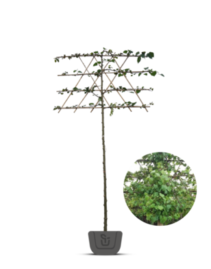 Leilinde | Tilia europea Pallida - in pot