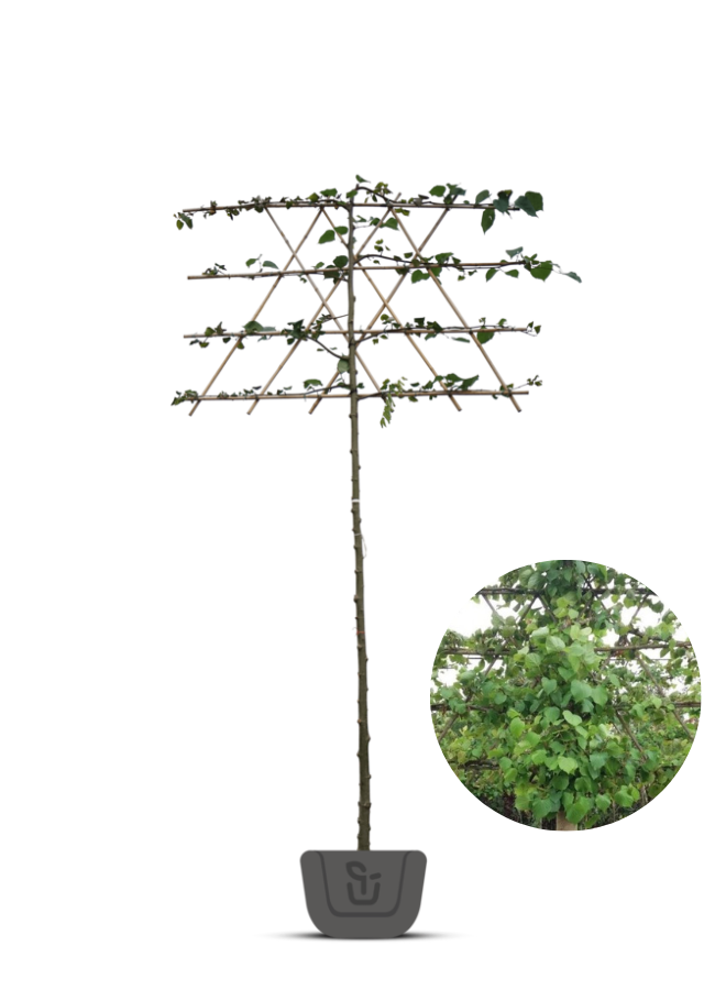 Leilinde |  Tilia eur. Pallida - in pot