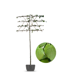 Luisvrije linde als leiboom  | Tilia platyphyllos