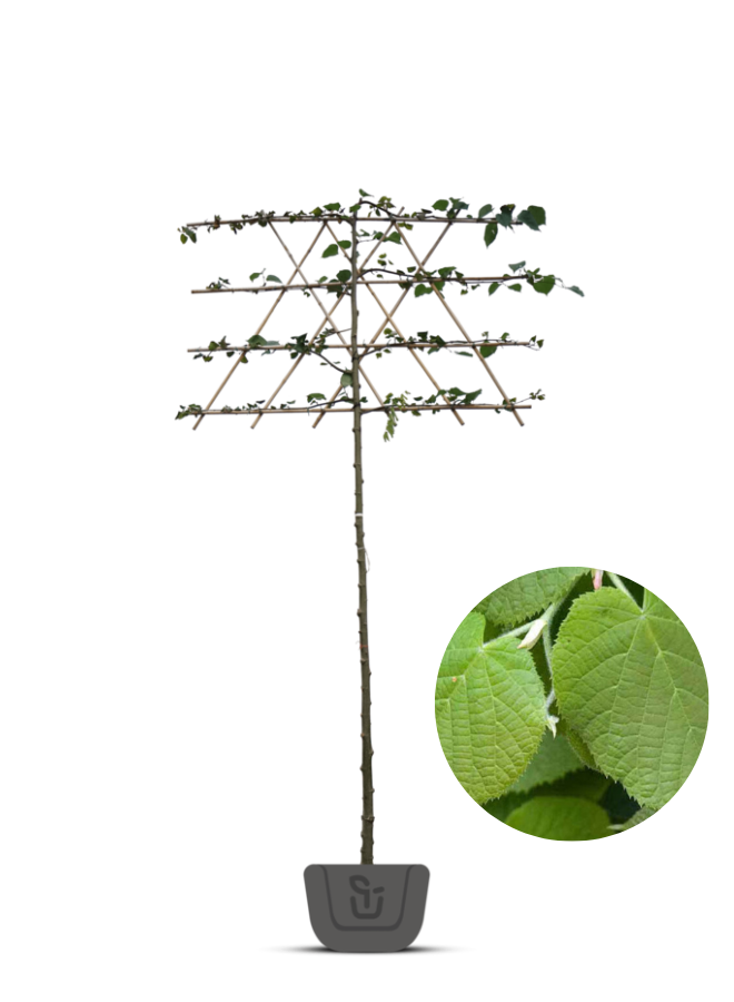 Luisvrije linde als leiboom  | Tilia platyphyllos