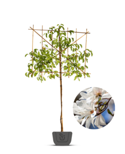 Leimagnolia | Magnolia Kobus