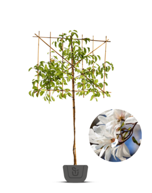 Leimagnolia | Magnolia Kobus