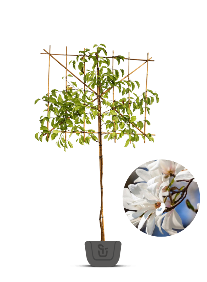 Leimagnolia | Magnolia Kobus