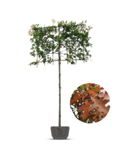 Lei-moeraseik  | Quercus Palustris