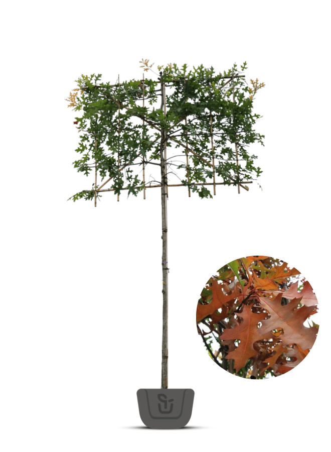 Lei-moeraseik  | Quercus Palustris | leiboom