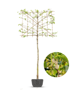 Lei-moerbei | Morus alba