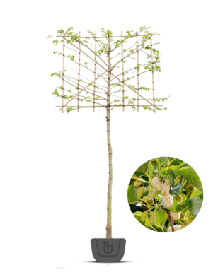 Lei-moerbei | Morus alba | leiboom