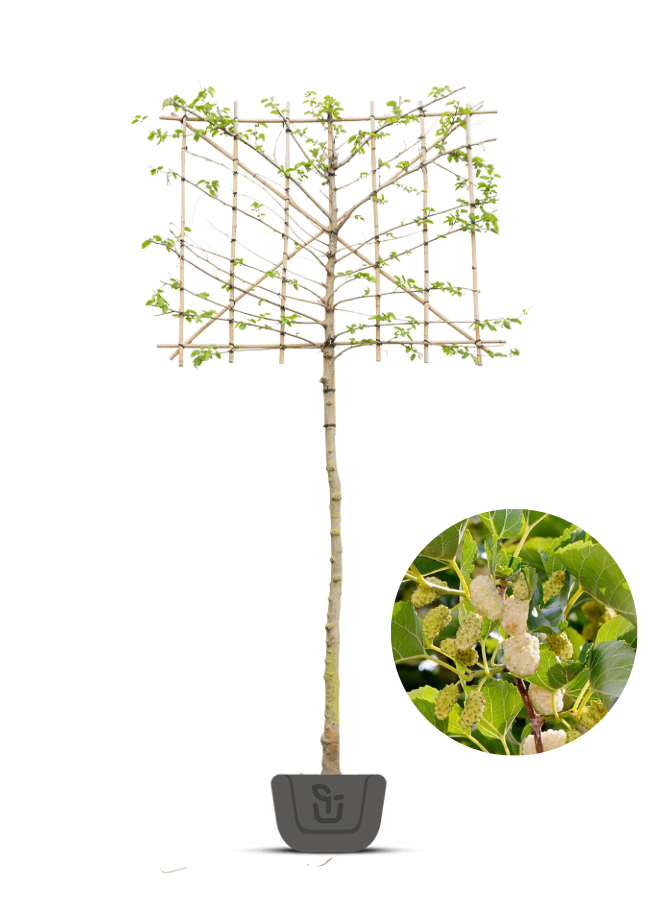 Lei-moerbei | Morus alba | leiboom