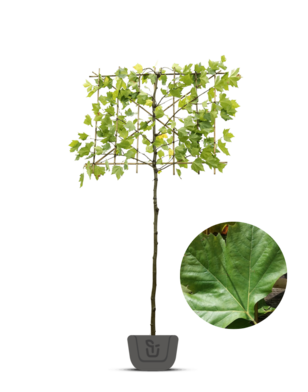 Leiplataan | Platanus hispanica | leiboom