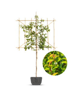 Lei-Portugese laurier | Prunus lus. Ybrazo | Tico