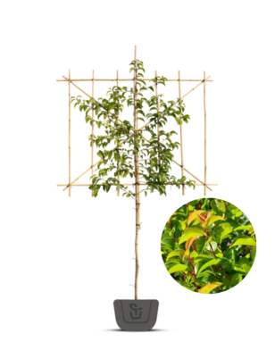 Lei-Portugese laurier | Prunus lus.  Ybrazo | Tico