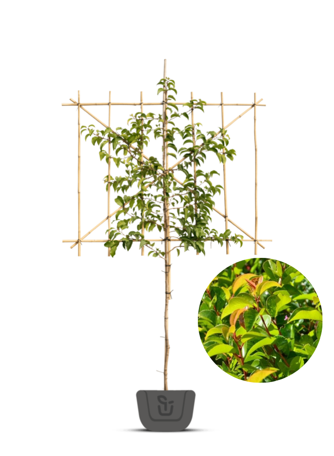 Lei-Portugese laurier | Prunus lus.  Ybrazo | Tico