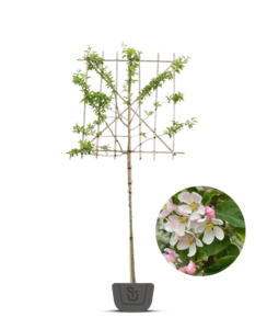 Leisierappel | Malus Red Sentinel