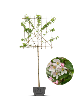 Leisierappel | Malus Red Sentinel