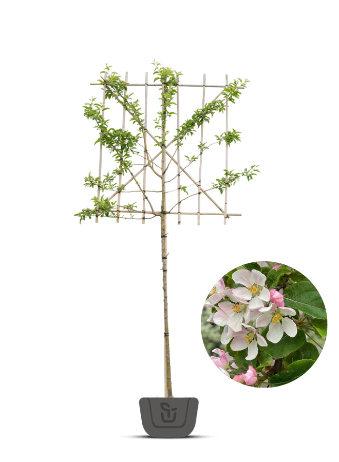 Leisierappel | Malus Red Sentinel