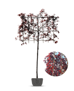 Leisierpruim | Prunus cer. Nigra