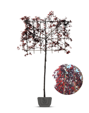 Leisierpruim | Prunus cerasifera Nigra