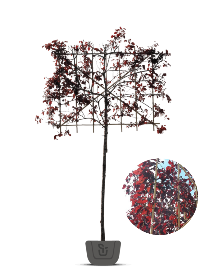 Leisierpruim | Prunus cer. Nigra