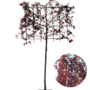 Leisierpruim | Prunus cerasifera Nigra