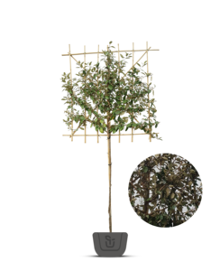 Olijfwilg leiboom | Elaeagnus ebbingei