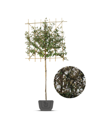 Olijfwilg leiboom | Elaeagnus ebbingei