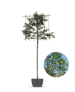 Portugese laurier als leiboom | Prunus lus. Angustifolia