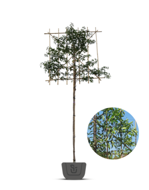 Portugese laurier als leiboom | Prunus lusitanica Angustifolia