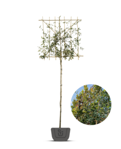 Steeneik als leiboom  | Quercus Ilex