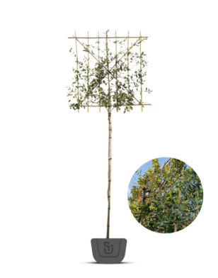 Steeneik als leiboom  | Lei-Quercus Ilex