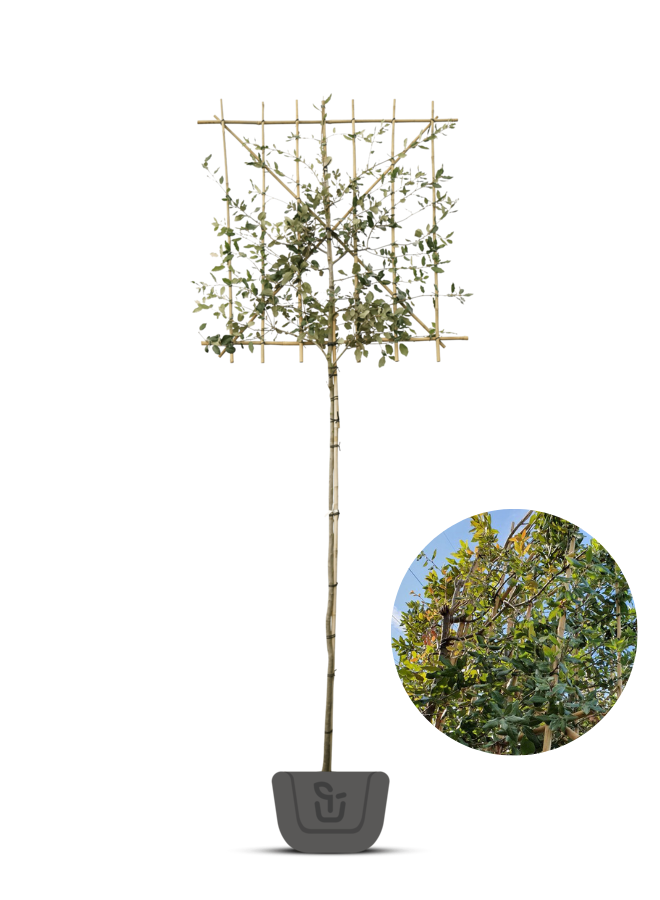 Steeneik als leiboom  | Lei-Quercus Ilex