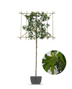 Amberboom als leiboom | Liquidambar styr. Worplesdon