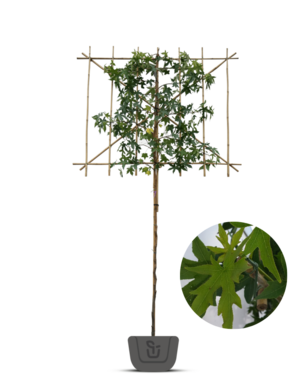 Amberboom als leiboom | Lei-Liquidambar styraciflua Worplesdon