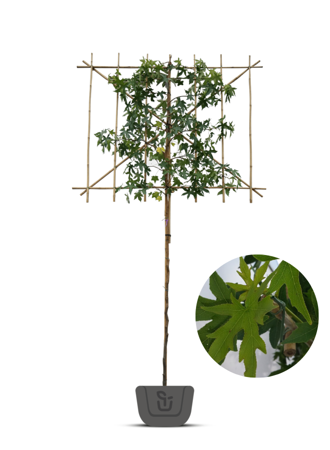 Amberboom als leiboom | Liquidambar styr. Worplesdon