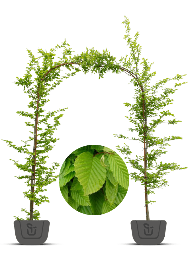 Haagbeuk in boogvorm | Carpinus betulus Fastigiata