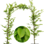 Haagbeuk in boogvorm | Carpinus betulus Fastigiata