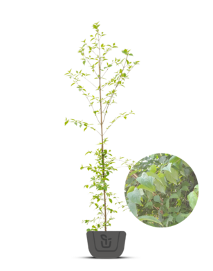 Aziatische kornoelje |  Cornus Officinalis/Mas