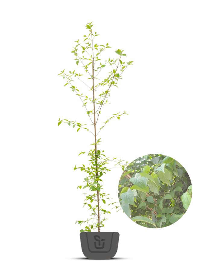 Aziatische kornoelje |  Cornus Officinalis/Mas