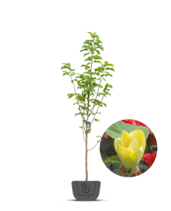 Beverboom | Magnolia Yellow Bird