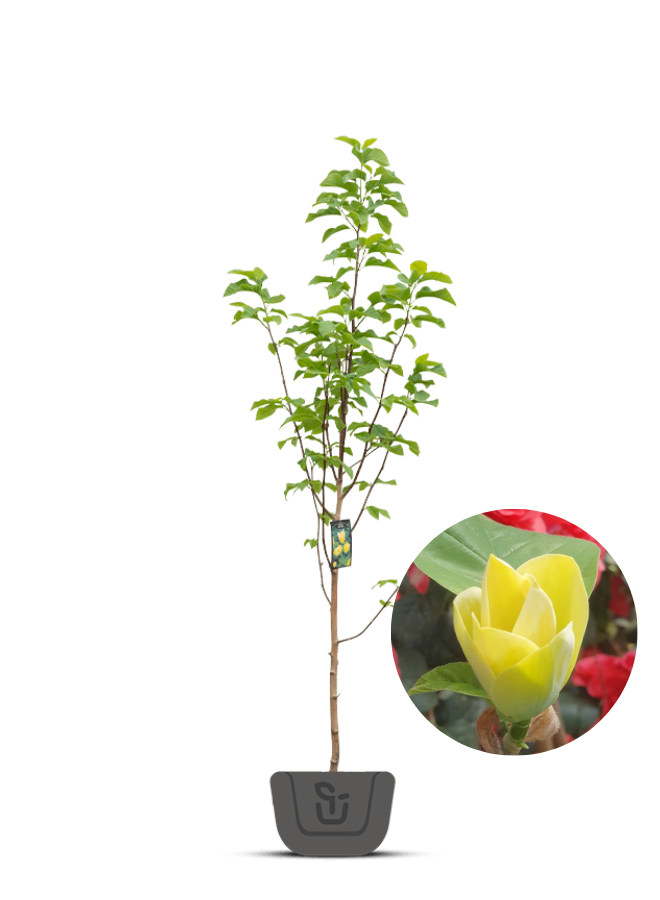 Beverboom | Magnolia Yellow Bird