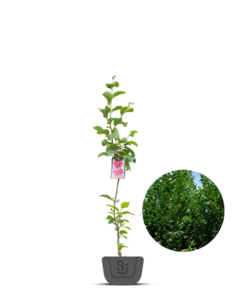 Magnoliaboom | Magnolia Genie