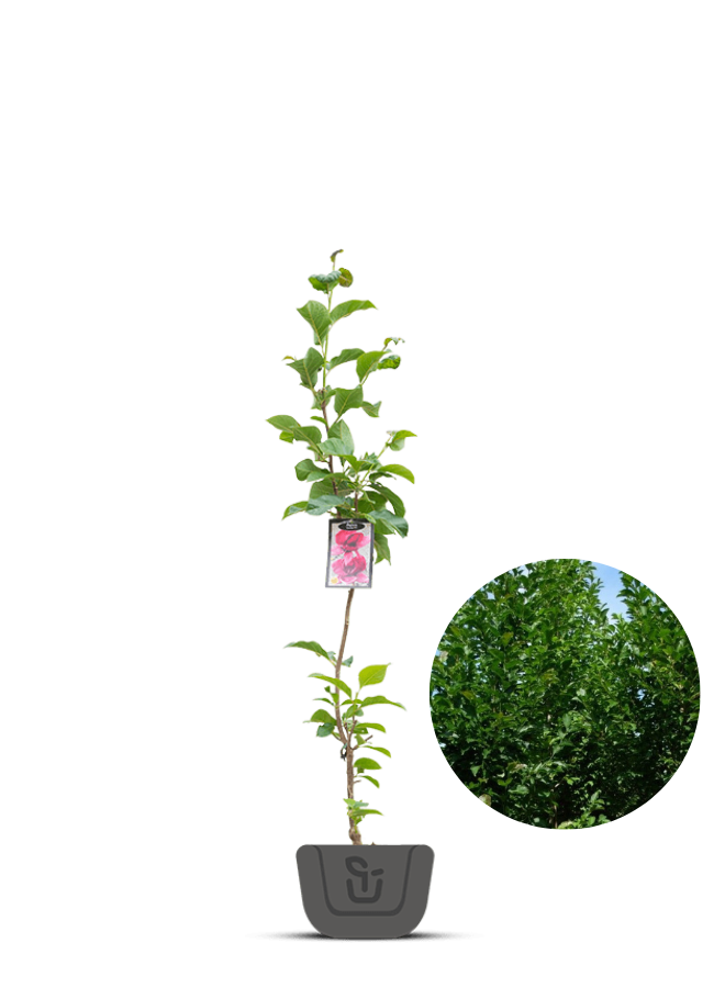 Magnoliaboom | Magnolia Genie