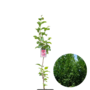 Magnoliaboom | Magnolia Genie