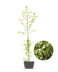 Bonte kornoelje | Cornus alternifolia Pinky Spot