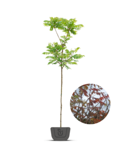 Fluweelboom | Rhus typhina