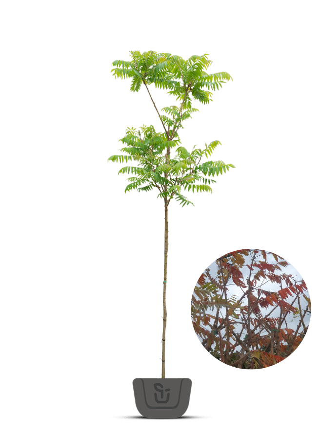 Fluweelboom | Rhus typhina