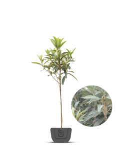 Japanse Mispel | Eriobotrya jap. Rose Anne