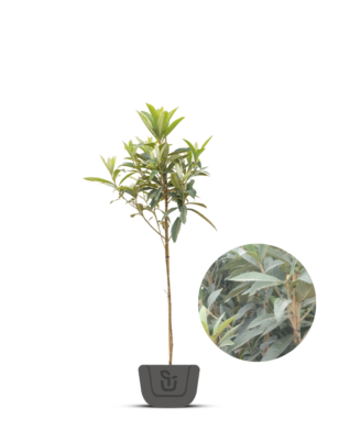 Japanse Mispel | Eriobotrya japonica Rose Anne