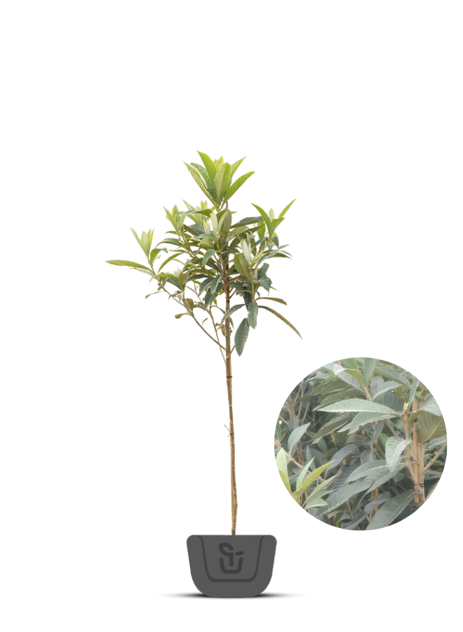 Japanse Mispel | Eriobotrya japonica Rose Anne